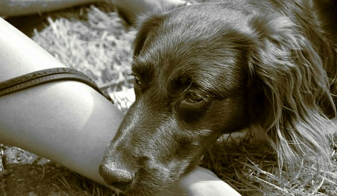 Pepto Bismol För Hundar.Är Det Säkert, Kan Du Ge Det Mot Diarré Och Kräkningar Och Doseringsschema